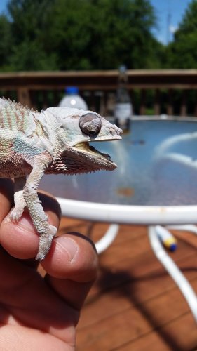 Cham with mouth open.jpg