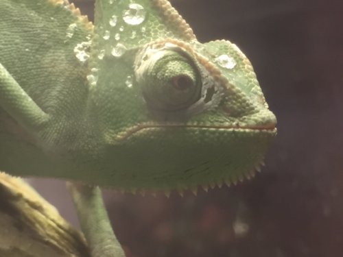 shedding right side.JPG