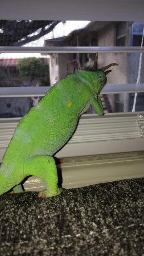 image.jpeg