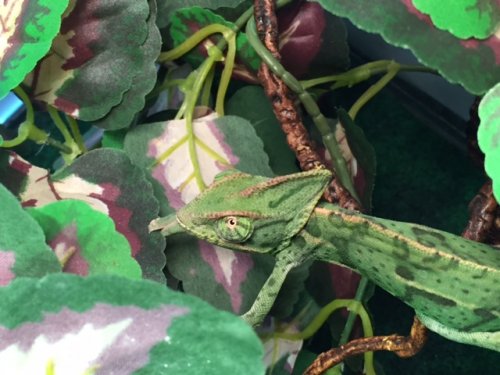 July 30 Izzie New Color.JPG