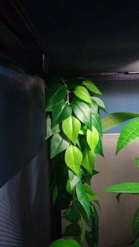 Yoshi Silk Plant.jpg