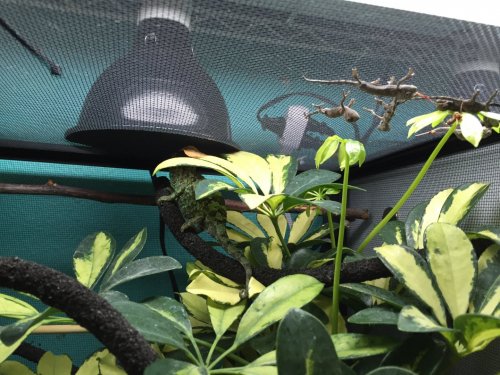 MM0 Meruby's babies July24.JPG