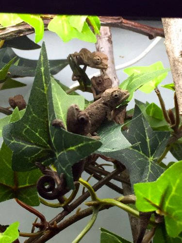 MM1 Meru 5 days old.jpg