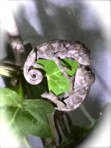 MM2 Meru sleeping.jpg