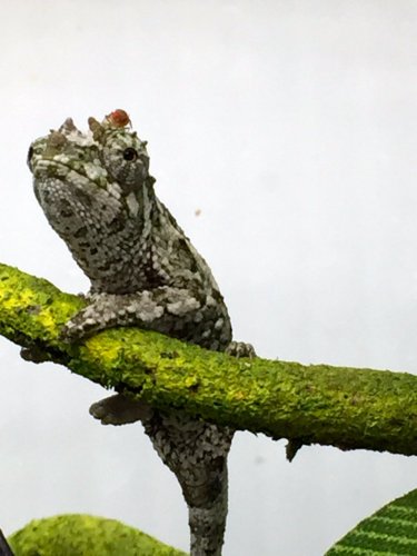 JJ6 bug hat horns.jpg