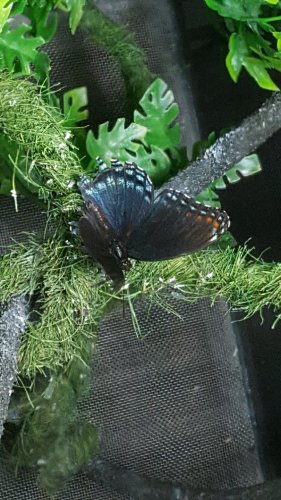 Red-Spotted Purple Butterfly.jpg