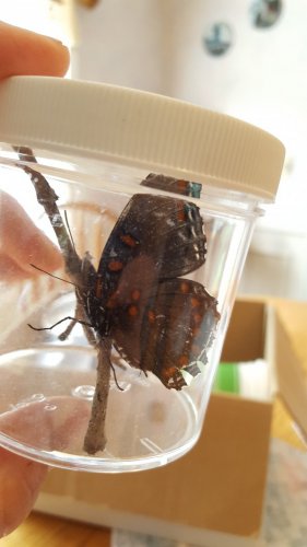 Red-Spotted Purple Underside.jpg