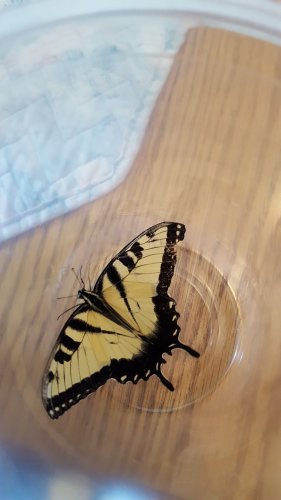 Eastern Tiger Swallowtail 1.jpg