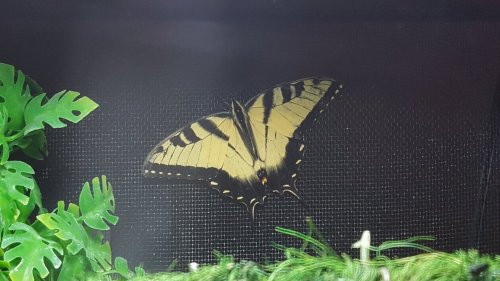 Eastern Tiger Swallowtail 2.jpg