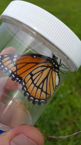 Viceroy Butterfly 1.jpg