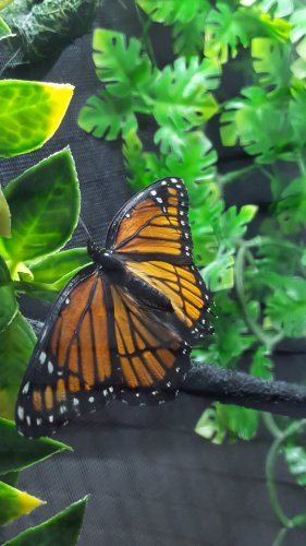 Viceroy Butterfly 2.jpg