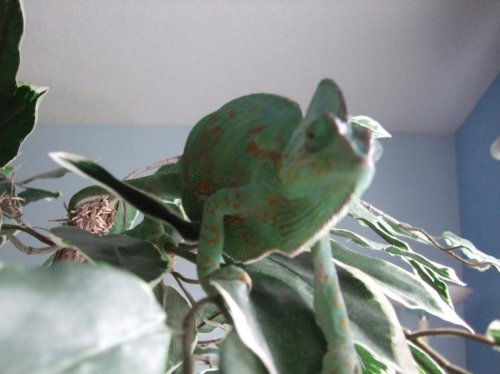 Clea 3-28-10 001.jpg