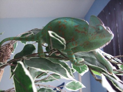 Clea 3-28-10 002.jpg