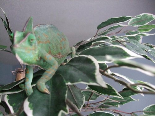 Clea 3-28-10 003.jpg