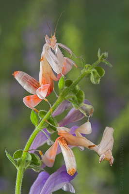 orchid mantis.jpg