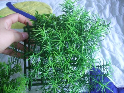 Clea 3-28-10 014.jpg