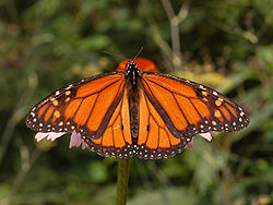 Monarch Male.jpg