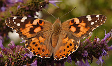 Painted Lady.jpg