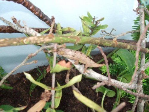 Payton and Luna 001.jpg