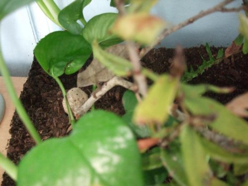 Payton and Luna 002.jpg