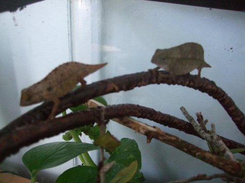 Payton and Luna 004.jpg