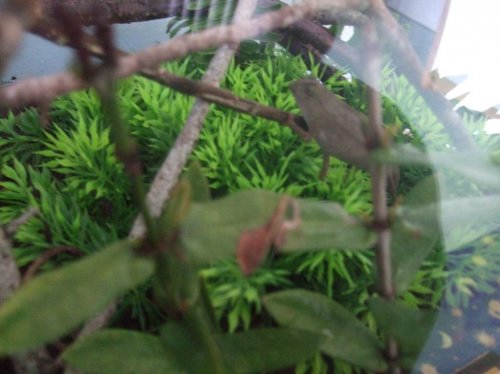 Payton and Luna 005.jpg