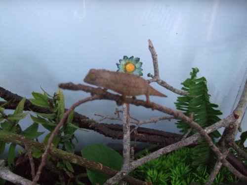 Payton and Luna 006.jpg