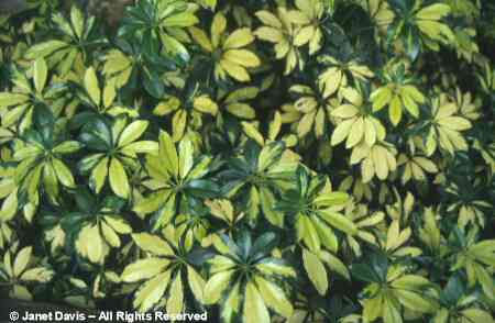 Schefflera arboricola 'Variegata'.jpg