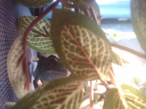 IMG00080-20100331-1451.jpg