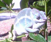 sunning.jpg