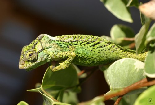 Basil_HighREs01.jpg