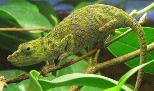 Calumma nasuta 015.jpg