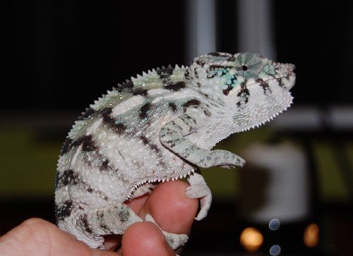 male juvies 002.jpg