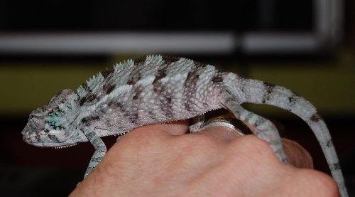 male juvies 005.jpg