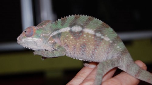 male juvies 001.jpg
