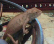faly female 2.jpg