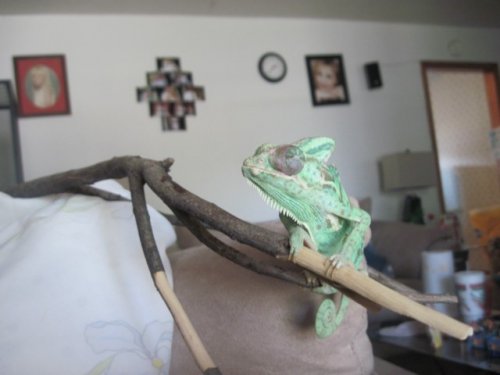 pics 534 [640x480].jpg