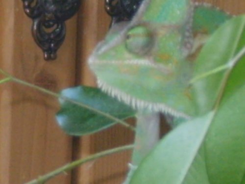 trix pic's 8.05.09 031.JPG