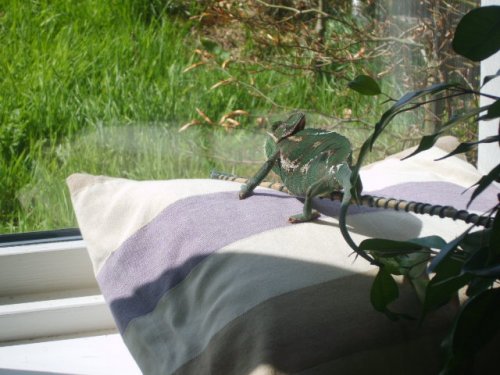 trix pic's 8.05.09 047.JPG