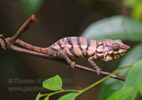 Furcifer_rhinoceratus.jpg