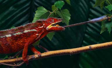 a1_chameleon eating2.jpg