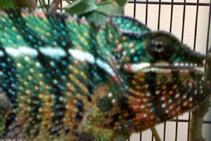 ambilobe5.jpg