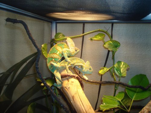 lizard 007.jpg