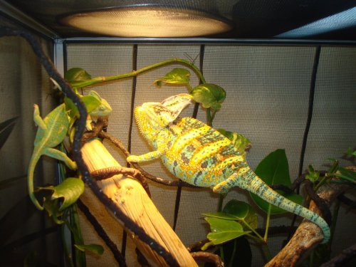 lizard 004.jpg