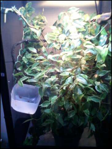 feeding cup.jpg