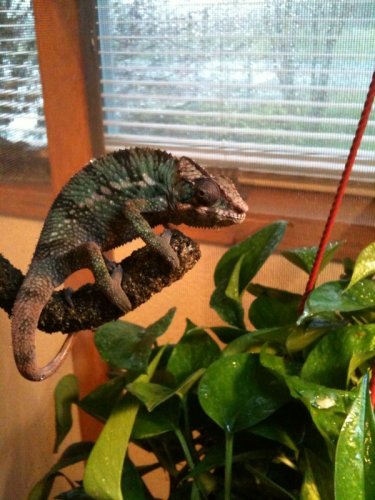 chameleon.jpg