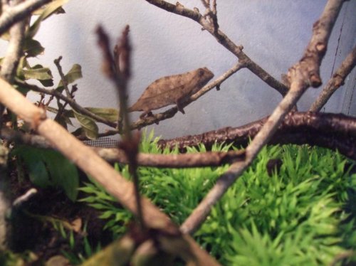 Clea 4-18-10 001.jpg