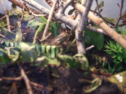 Clea 4-18-10 002.jpg