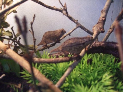 Clea 4-18-10 003.jpg