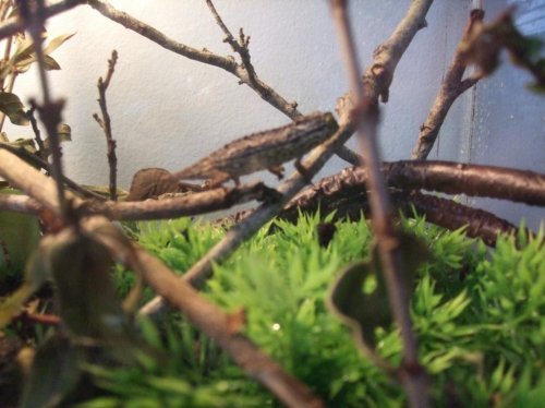 Clea 4-18-10 004.jpg